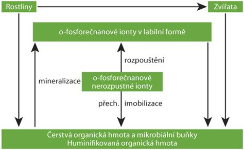 schéma: rôzne formy charitatívnej pomoci