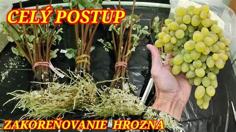 návod na vytvorenie kostýmu hrozna z nafúknutých balónikov