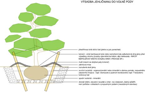 Výsadba Stromu reformácie v areáli Evanjelického kostola v Timoradzi
