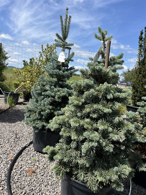 Fotografia 3D jedličky, ktorá ukazuje detaily vetvičiek a celkový objem