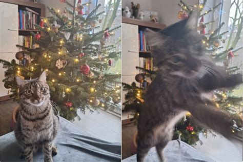 Tematické foto: Mačka pozorujúca vianočný stromček s miernym záujmom