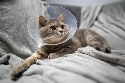 Fotografia: Veterinár ošetrujúci mačku, ilustrujúca prvú pomoc