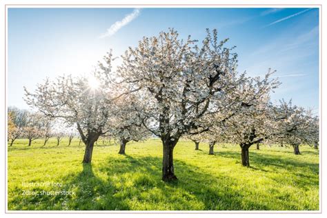Detailné zábery kvitnúcich sakúr a okrasných jabloní