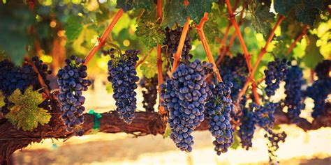 Ilustrácia tradičného taniera s dvanástimi bobuľami hrozna pripraveného na silvestrovskú polnoc