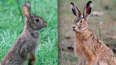 infografika porovnávajúca zajaca a králika