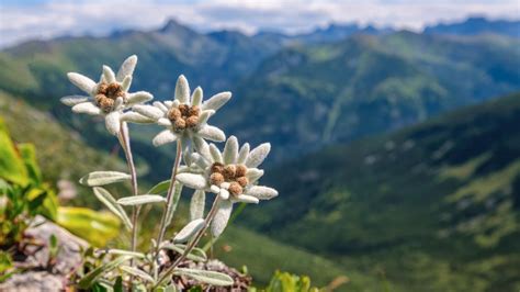 detailné zábery tatranských rastlín, ako sú plesnivec alpínsky alebo horce