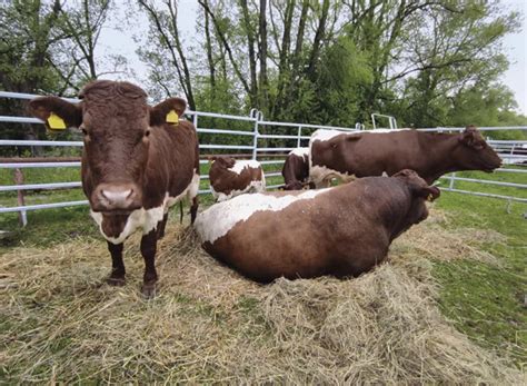 Ilustrácia gazdov vyháňajúcich dobytok na pastvu s rituálnymi prvkami