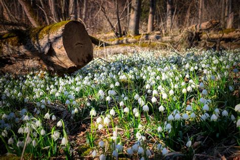 Tematické foto: Kvetiny a slávnostná atmosféra menín