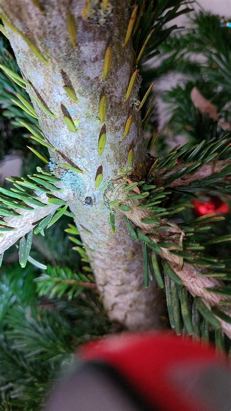 detail zasneženého ihličia na vianočnom stromčeku