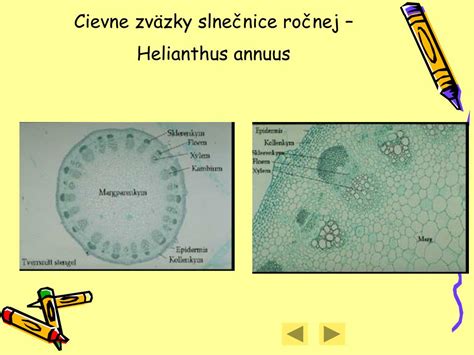 Schéma vodného režimu rastliny: od koreňov, cez cievne zväzky až po transpiráciu v listoch