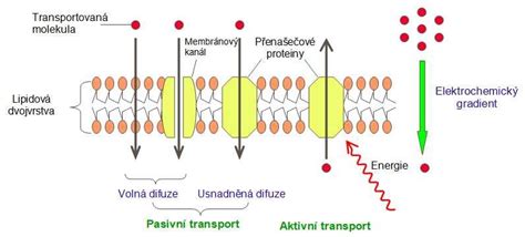 Schéma osmotického nasávania vody cez membránu koreňových vláskov