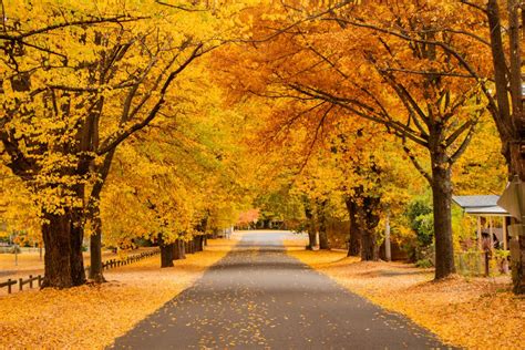 Tematické foto: Listy Asiminy triloby na jeseň