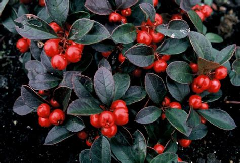 Detail kvitnúceho stromu Pohutukawa s jasne červenými kvetmi.