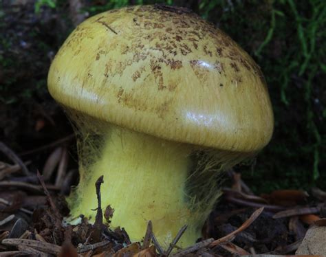 Obal vreckového atlasu húb s ilustráciou rôznych druhov