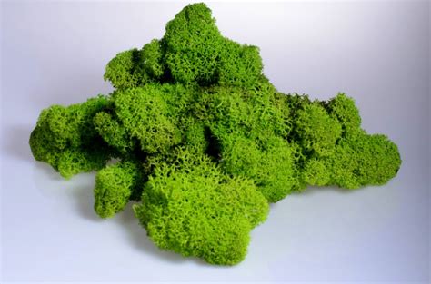 Detailný záber na štruktúru stabilizovaného machu rôznych odtieňov zelenej