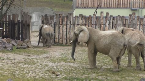 Rodina pozoruje zvieratá v Bojnickej ZOO