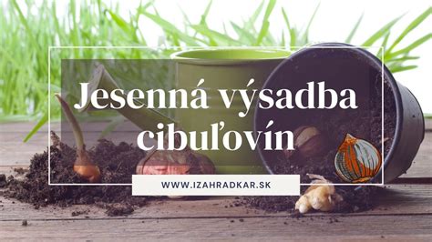Infografika znázorňujúca postup výsadby viniča (hĺbka jamy, prekyprenie pôdy)