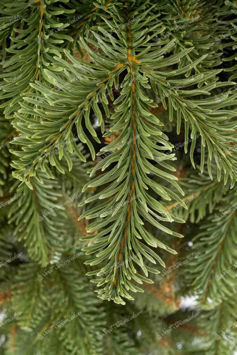 Detail ihličia smreka pichľavého a jedle normandskej