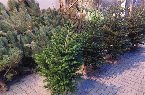 Porovnanie rôznych druhov živých vianočných stromčekov s ich charakteristikami.