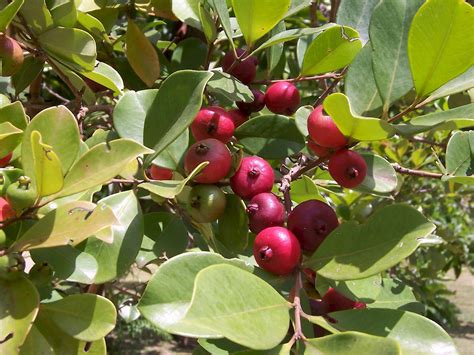 Plody jahodovej guavy (Psidium cattleianum) na konári