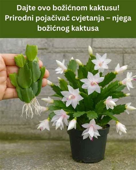 Ilustrácia veľkonočného kaktusu s typickými listovými stonkami a kvetmi.