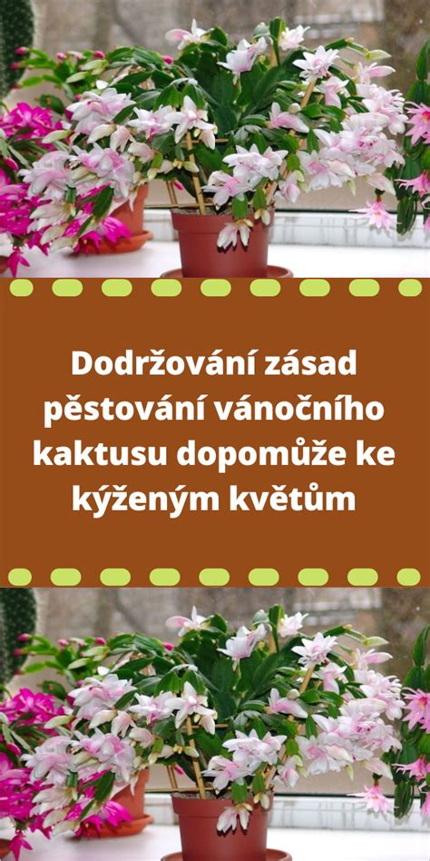 Ilustrácia správneho presádzania veľkonočného kaktusu.