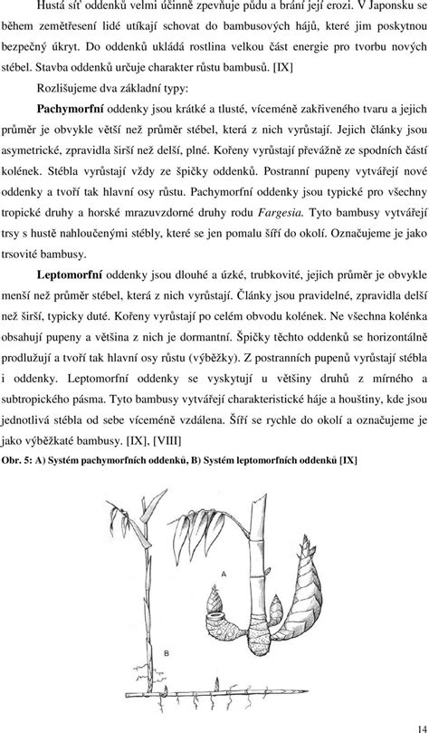 Schéma merania stromčeka: zobrazenie výšky vrátane špičky a šírky spodnej časti pre lepšiu predstavu v priestore.