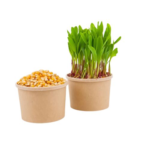 Deti sadia semienka a pozorujú ich klíčenie