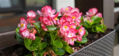 Infografika rozdelenia balkónových rastlín podľa svetelných nárokov: slnkomilné, polotienisté a tieňomilné druhy