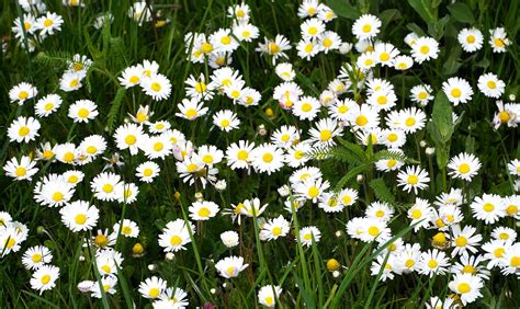 Tematická fotografia: zosnulá mama, spomienka, kvety