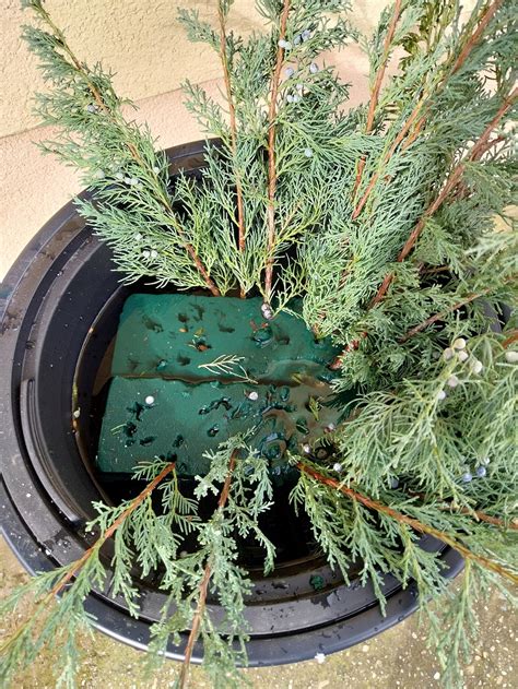 Schéma prípravy aranžovacej hmoty a správneho rezu ihličnatých vetvičiek