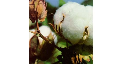 Ilustračná fotografia rôznych priedušných textílií, ako bavlna a ľan