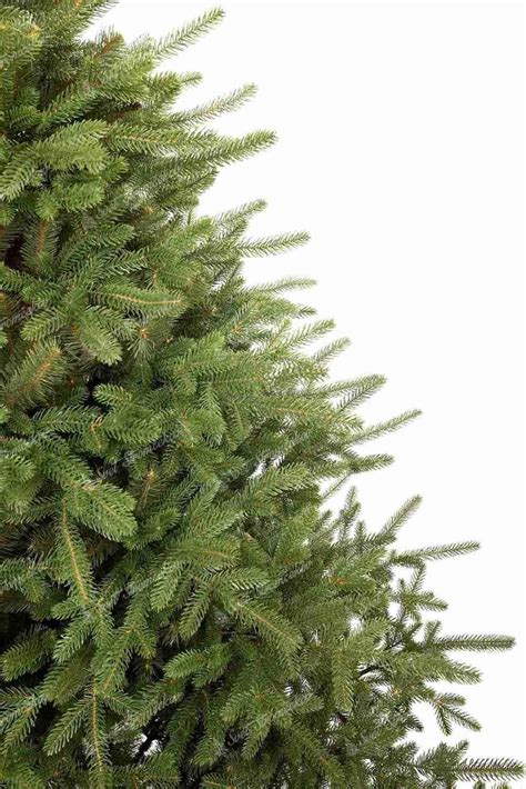 fotografia 3D vianočného stromčeka smrek Reina 220 cm