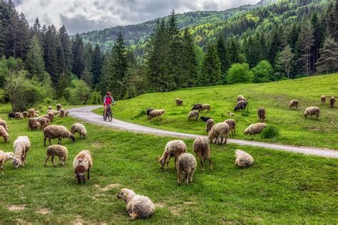 Tematické foto: Pastier s ovcami a píšťalkou v Podpoľaní