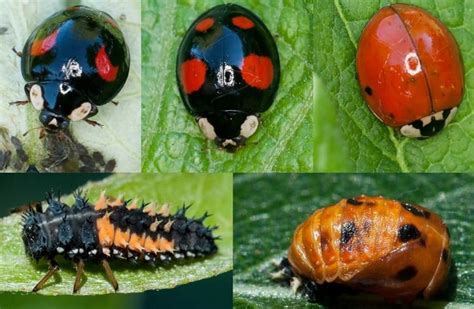 detailne zobrazenie hotových krídel lienky s bodkami