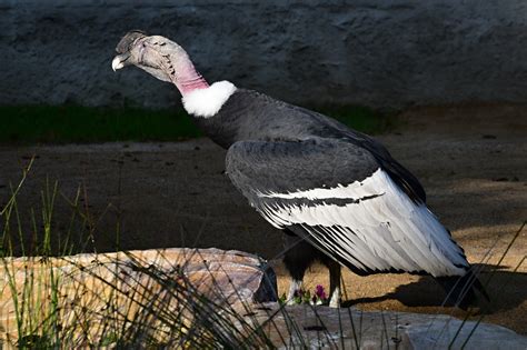 Kondor andský majestátne krúži nad zasneženými vrcholmi Ánd v parku.