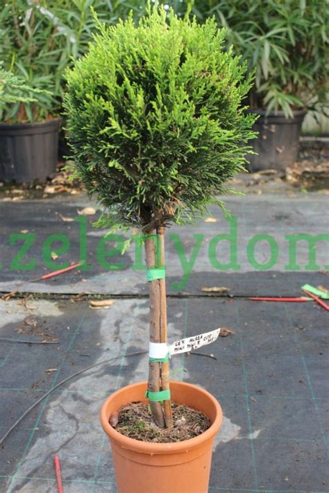 Detailné zobrazenie plastového tubusu a sieťovej ochrany nasadenej na kmienku stromčeka