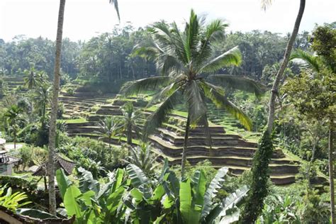 Tradičné ryžové terasy v okolí Ubudu počas jasného rána
