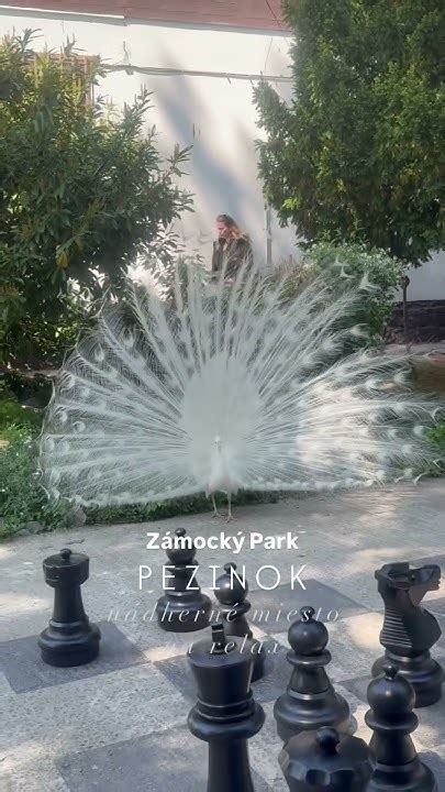 Fotografia zámku v Pezinku a priľahlého zeleného parku s pávmi