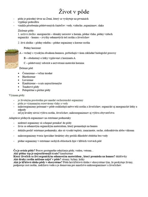 Avokádová kôstka zasadená priamo v pôde