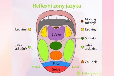 Schéma uloženia chuťových pohárikov na jazyku