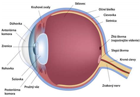 Anatómia ľudského oka s vyznačenou sietnicou a šošovkou