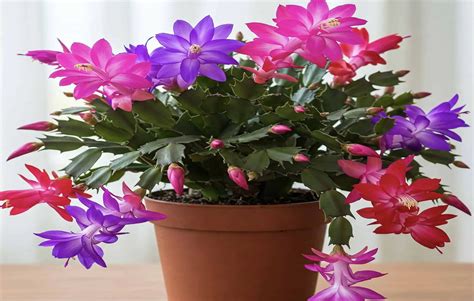 Ilustrácia vianočného kaktusu s farebnými kvetmi