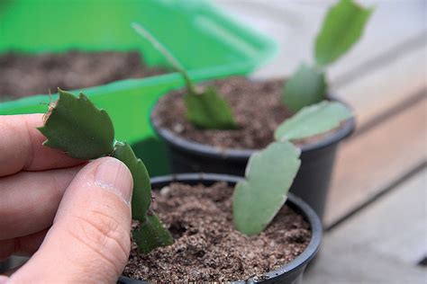 Návod na rozmnožovanie vianočného kaktusu pomocou odrezkov