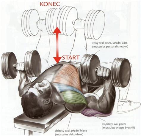 Ukážka cviku s jednoručkami: Tlaky na lavičke