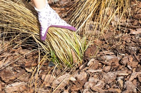 Detailný záber na rez jablkovo-karamelového koláča s lesklou polevou