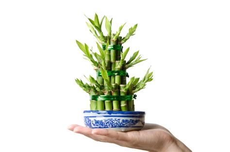 Schéma znázorňujúca rozdiel medzi Lucky Bamboo a pravým bambusom v interiéri
