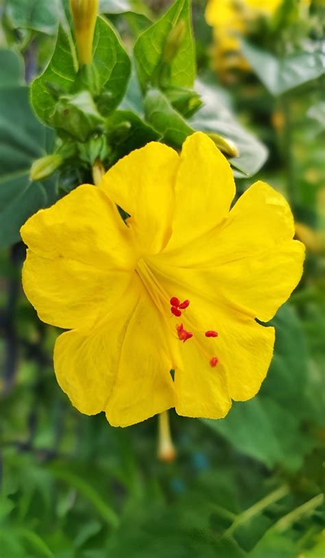 Detailný záber tmavo modrého fascinátora značky Xinchiuk s naznačenou textúrou sieťoviny a kvetinových prvkov.