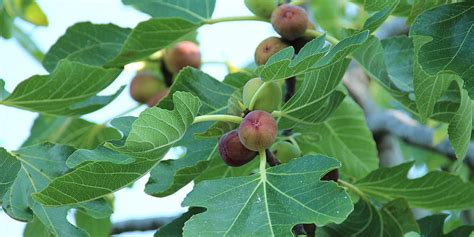 Uschnutý figovník ako symbol proroctva