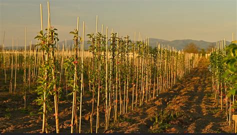 Tematická fotografia: mladé ovocné stromčeky v škôlke s viditeľným koreňovým systémom